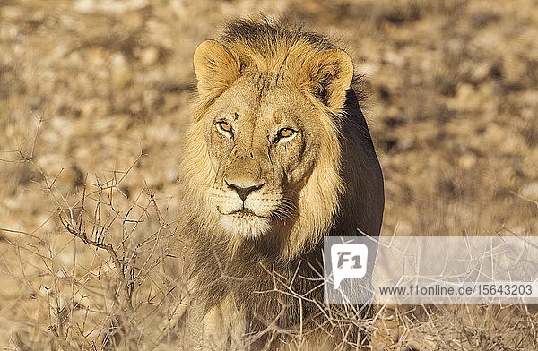 Black-maned lion (Panthera leo vernayi) animal portrait Kalahari Desert Kgalagadi Transfrontier Park South Africa Africa