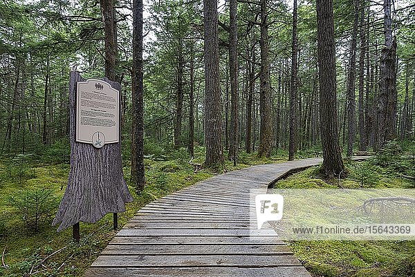 Holzsteg durch lichten Nadelwald im Kejimkujik-Nationalpark  Nova Scotia  Kanada  Nordamerika