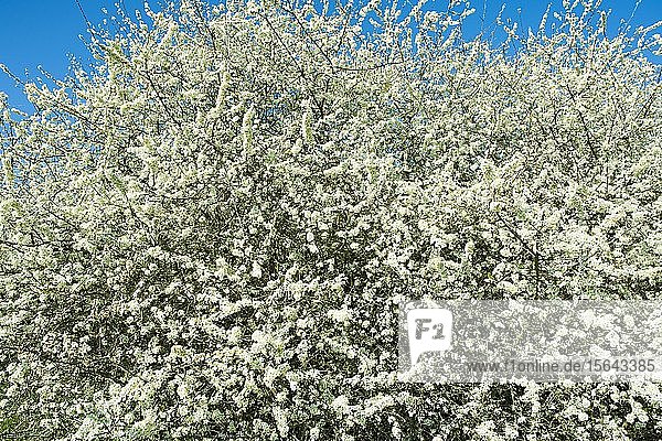 Schlehdorn (Prunus spinosa)  weiß blühend  Thüringen  Deutschland  Europa
