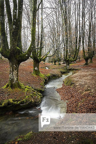 Naturpark Gorbea  Parque natural de Gorbea  Gorbeia  Provinz Baskenland  Provinz Bizkaia  Spanien  Europa