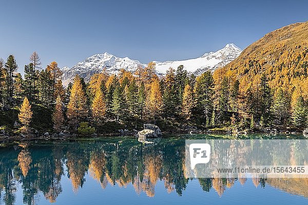 Herbstlicher Lärchenwald im Spiegel des Lago di Saoseao  im Hintergrund Piz Varuna und Piz Palü  Engadin  Kanton Graubünden  Schweiz  Europa