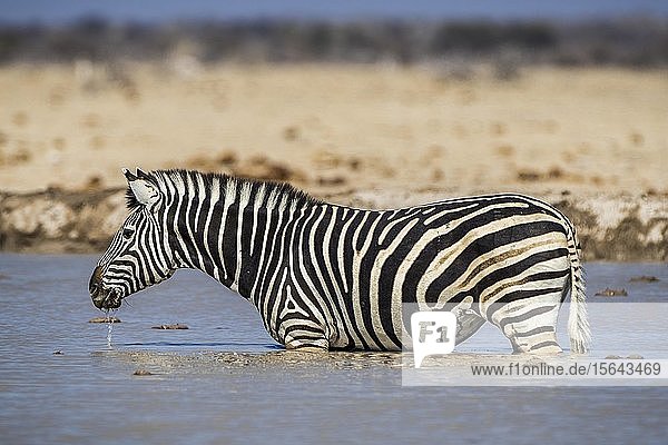 Burchell's Zebra (Equus quagga burchelli) steht an einem Wasserloch  Nxai Pan National Park  Ngamiland  Botswana  Afrika