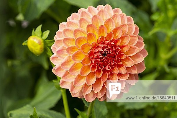 Orange Dahlie (Dahlia) Botanischer Garten Nordrhein-Westfalen Deutschland Europa