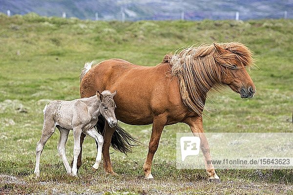 Islandpferde (Equus islandicus)  Stute und Hengstfohlen auf einer Koppel stehend  Island  Europa