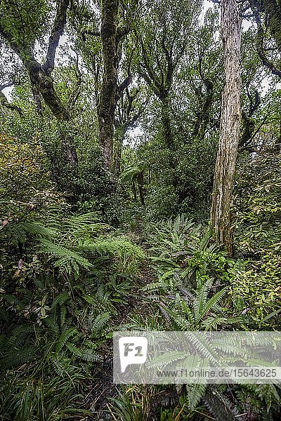 Wanderweg durch Wald mit Farnen  Pouakai Circuit  Egmont National Park  Taranaki  Nordinsel  Neuseeland  Ozeanien