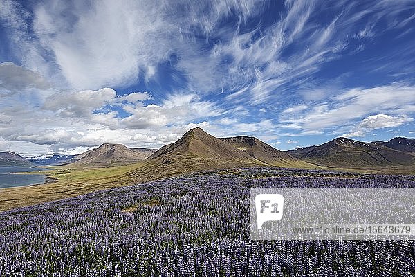 View on fjord landscape blue flowering Nootka lupins (Lupinus nootkatensis) in front cloud formation. near Pingeyri Westfjorde Iceland Europe
