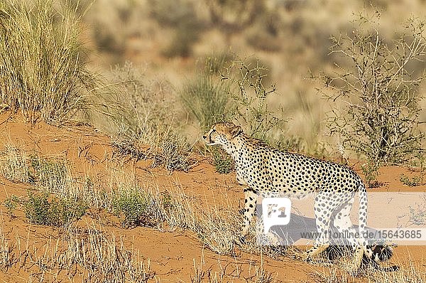 Gepard (Acinonyx jubatus)  männlich  läuft eine grasbewachsene Sanddüne hinauf  Kalahari-Wüste  Kgalagadi Transfrontier Park  Südafrika  Afrika