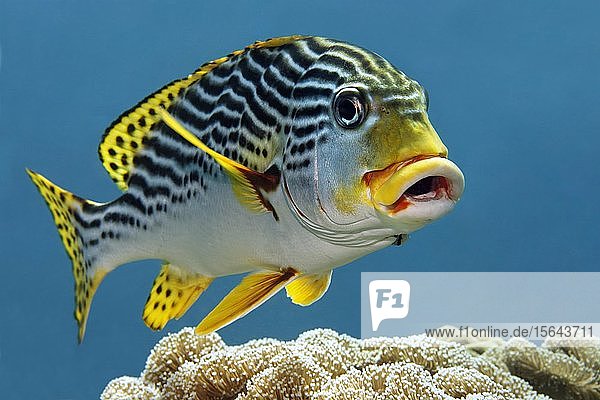 Orientalische Süßlippe (Plectorhinchus vittatus), Großes Barriereriff, Unesco Weltnaturerbe, Pazifik, Australien, Ozeanien
