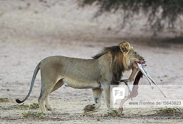 Kalahari-Löwe (Panthera leo vernayi) Männchen mit Überresten eines Sprinbocks (Antidorcas marsupialis) Kalahari-Wüste Kgalagadi Transfrontier Park Südafrika