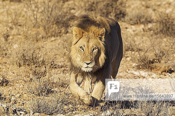 Black-maned lion (Panthera leo vernayi) walking down a rocky slope Kalahari Desert Kgalagadi Transfrontier Park South Africa Africa