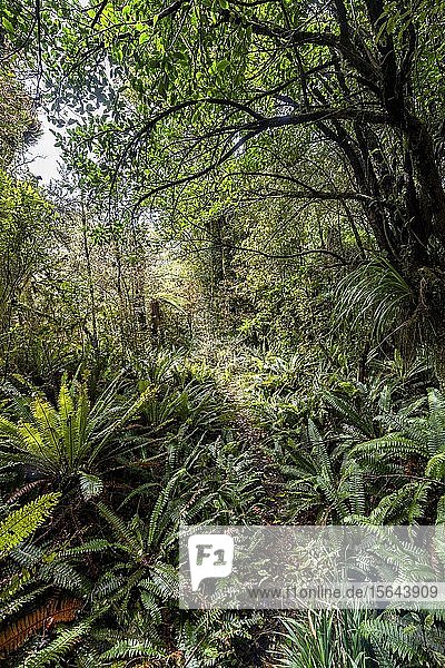 Wanderweg durch den Wald  Pouakai Circuit  Egmont National Park  Taranaki  Nordinsel  Neuseeland  Ozeanien