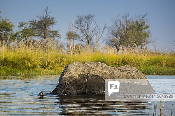 Afrikanischer Elefant (Loxodonta africana)  Baden im Wasser  Okavango-Delta  Moremi Wildlife Reserve  Ngamiland  Botswana  Afrika
