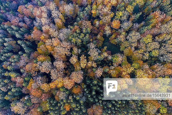 Drohnenaufnahme  Herbstfärbung  Mischwald  Baden-Württemberg  Deutschland  Europa