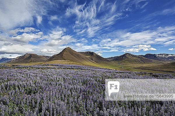 Blue flowering Nootka lupins (Lupinus nootkatensis) in front of volcanic mountains cloud formation. near Pingeyri Westfjords Iceland Europe