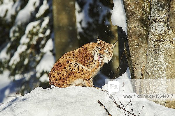 Europäischer Luchs (Lynx lynx)  Fellpflege im Schnee  captive  Nationalpark Bayerischer Wald  Bayern  Deutschland  Europa
