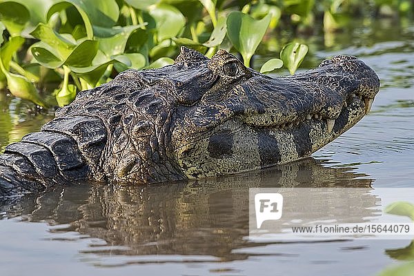 Yacare-Kaiman (Caiman crocodilus yacara) mit offenem Maul am Ufer  Tierporträt  Pantanal  Mato Grosso  Brasilien  Südamerika