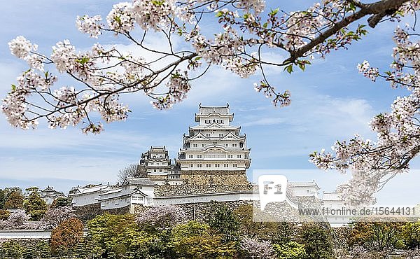 Blühende Kirschbäume  Japanische Kirschblüte  Burg Himeji  Himeji-j?  Shirasagij? oder Burg Weißer Reiher  Präfektur Hy?go  Japan  Asien