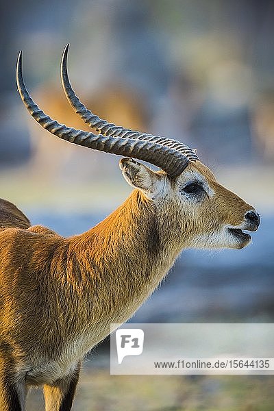 Rotes Lechwe (Kobus leche leche)  fressend  Tierportrait  Moremi Wildlife Reserve  Ngamiland  Botswana  Afrika