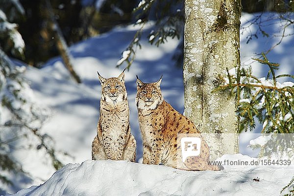 Eurasischer Luchs (Lynx lynx) im Winter  in Gefangenschaft  Nationalpark Bayerischer Wald  Bayern  Deutschland  Europa