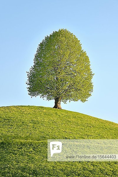 Solitärbaum  Linde (Tilia)  während des Blattwachstums auf einem Hügel  Neuheim  Kanton Zug  Schweiz  Europa