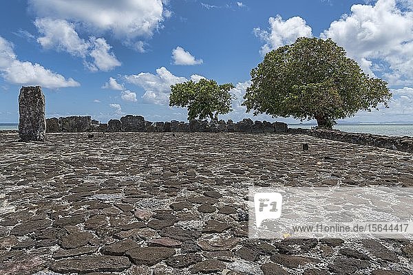 Kultstätte mit bengalischer Mandel (Terminalia catappa)  religiöses Zentrum der polynesischen Ureinwohner  Marae Taputapuatea  Raiatea  Französisch-Polynesien  Ozeanien