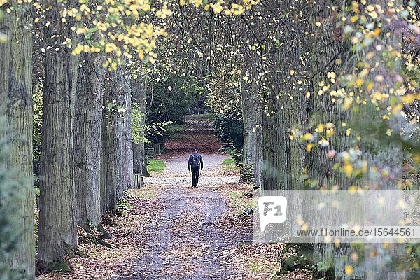 Alter einsamer Mann macht einen Spaziergang in einer Herbstbaumallee  Hessen  Deutschland  Europa