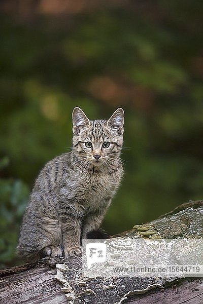 European Wildcat (Felis silvestris)  young animal sitting on tree trunk  Bavarian Forest National Park  Bavaria  Germany  Europe