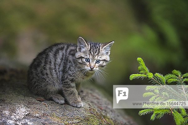 European Wildcat (Felis silvestris)  young animal sitting on stone  Bavarian Forest National Park  Bavaria  Germany  Europe