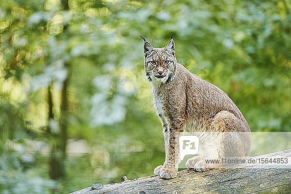Eurasischer Luchs (Lynx lynx)  sitzend auf einem umgestürzten Baum  in Gefangenschaft  Bayern  Deutschland  Europa