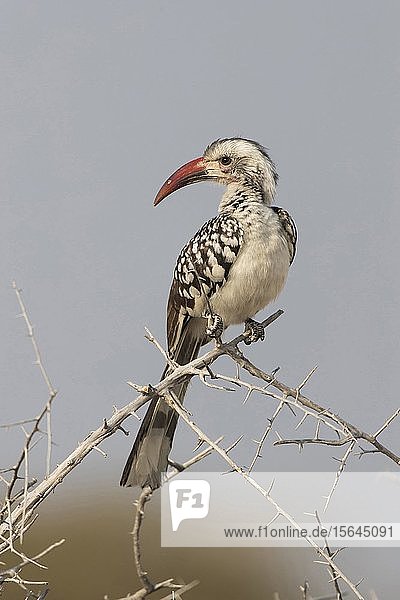 Damarahornvogel (tockus damarensis) im Etosha-Nationalpark  Namibia  Afrika