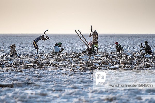 Salzbergleute graben in den Salinen in der Danakil-Senke  Afar-Dreieck  Äthiopien  Afrika