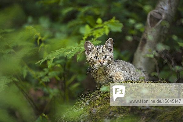 European Wildcat (Felis silvestris)  young animal sitting in the forest  Bavarian Forest National Park  Bavaria  Germany  Europe