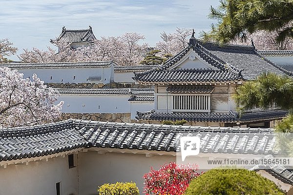 Außerhalb der Burg Himeji  Himeji-j?  Shirasagij? oder Burg Weißer Reiher  Kirschblüte  Himeji  Präfektur Hy?go  Japan  Asien