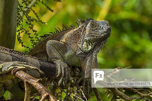 Grüner Leguan (Iguana iguana)  erwachsen  auf einem Baum  Tierportrait  Regenwald  Costa Rica  Mittelamerika