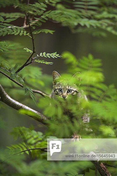 Europäische Wildkatze (Felis silvestris)  Jungtier sitzt aufmerksam im Baum zwischen Blättern  Nationalpark Bayerischer Wald  Bayern  Deutschland  Europa