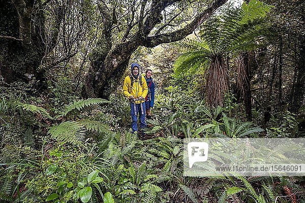 Wanderer auf Wanderweg durch Regenwald  mit Baumfarn  Pouakai Circuit  Egmont National Park  Taranaki  Nordinsel  Neuseeland  Ozeanien