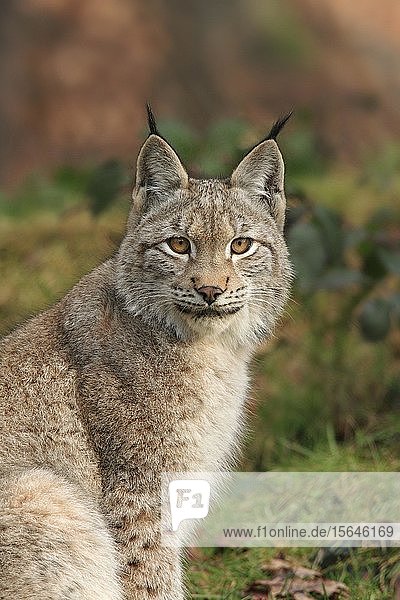 Eurasischer Luchs (Lynx lynx)  Tierportrait  in Gefangenschaft  Nationalpark Bayerischer Wald  Bayern  Deutschland  Europa
