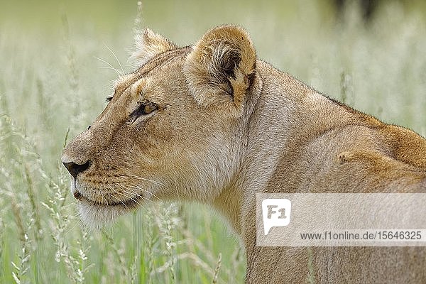 Lioness (Panthera leo) adult female standing in high grass animal portrait Kgalagadi Transfrontier Park Northern Cape South Africa Africa