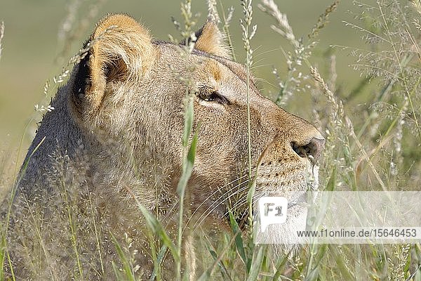 Lioness (Panthera leo) adult female in high grass animal portrait Kgalagadi Transfrontier Park Northern Cape South Africa Africa