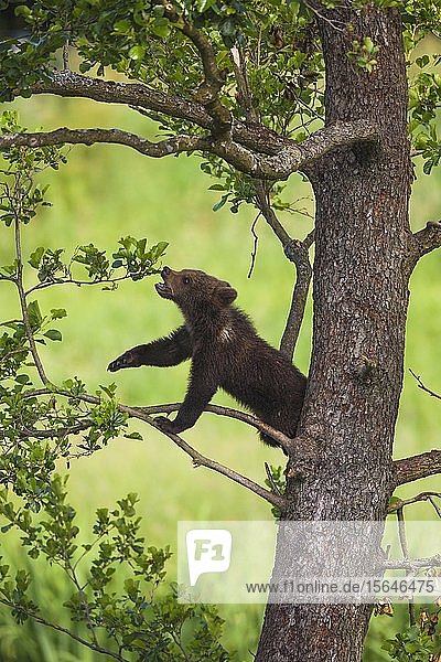 Braunbär (Ursus arctos)  Jungtier in einem Baum  in Gefangenschaft  Bayern  Deutschland  Europa