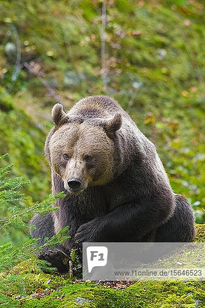 Europäischer Braunbär (Ursus arctos)  sitzend  Nationalpark Bayerischer Wald  Bayern  Deutschland  Europa