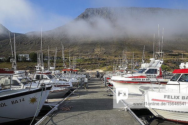 Fischerboote im Hafen von Patreksfördur  Westfjorde  Island  Europa