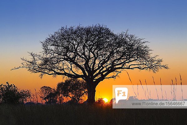 Silhouette einer Schirmdorn-Akazie (Acacia tortilis) bei Sonnenaufgang  Okavango-Delta  Botswana  Afrika