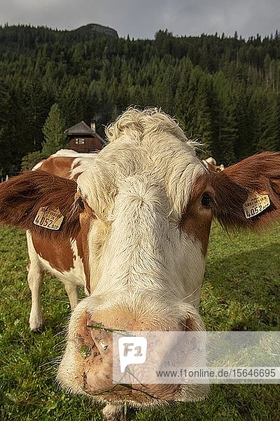 Kuh auf der Weide  Tierportrait  Nahaufnahme  Lungau  Salzburg  Österreich  Europa