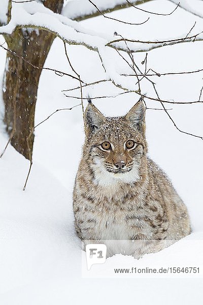 Luchs (Lynx lynx)  sitzend im Schnee  Nationalpark Bayerischer Wald  Bayern  Deutschland  Europa