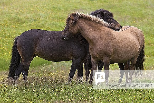 Zwei Islandpferde (Equus ferus caballus) bei der gemeinsamen Fellpflege  Vestrahorn  Island  Europa