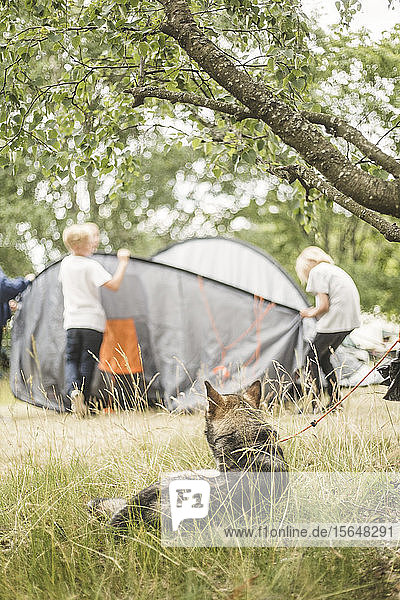 Hund schaut Kinder an  während er sich auf dem Rasen des Campingplatzes ausruht