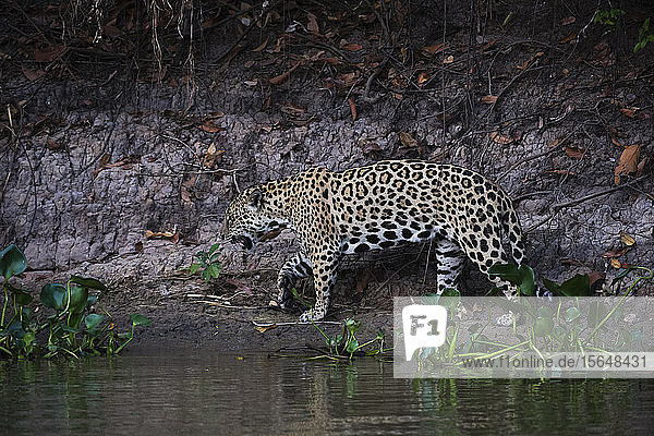 Jaguar (Panthera onca) walking on river bank Pantanal Mato Grosso Brazil