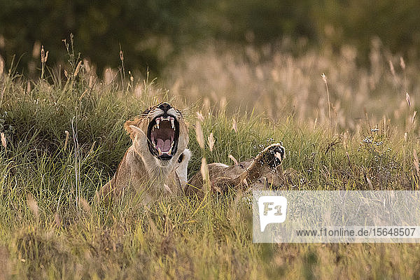 Löwin  Panthera leo  Voi  Tsavo  Kenia