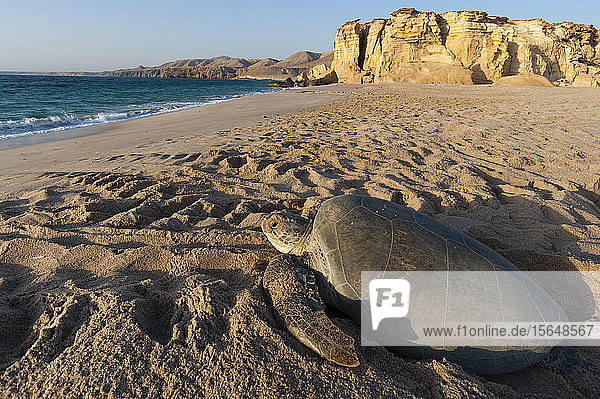 Grüne Schildkröte am Strand auf dem Weg zurück ins Meer  Ras Al Jinz  Oman